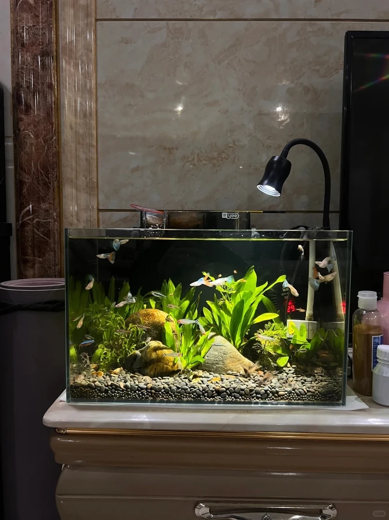 Mẫu hồ thủy sinh đá cuội mini nhỏ xinh cho góc làm việc