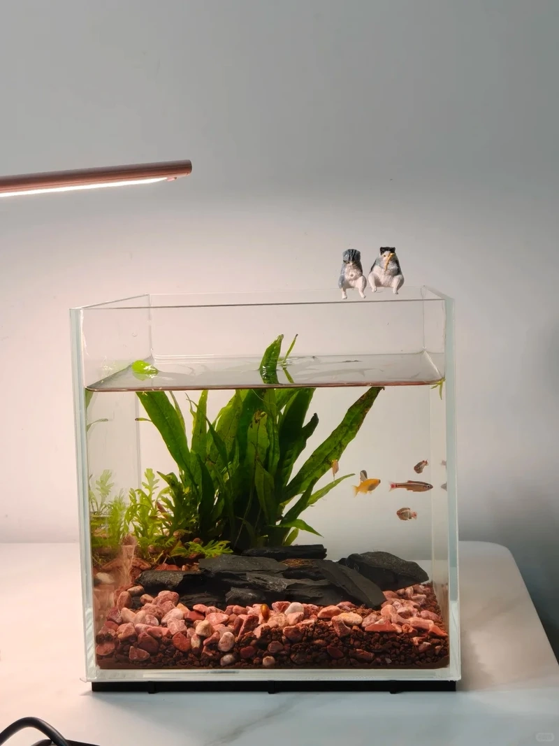 Ý tưởng hồ thủy sinh đá cuội trang trí cho không gian xanh