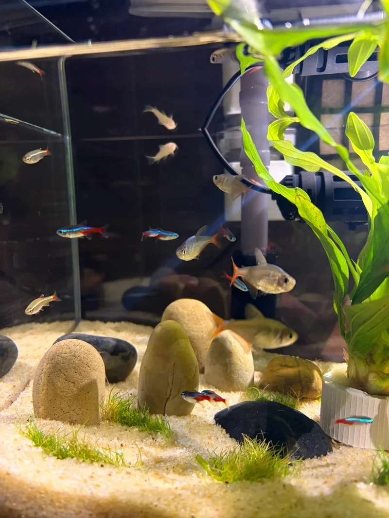 Setup hồ thủy sinh đá cuội đơn giản mà vẫn cuốn hút