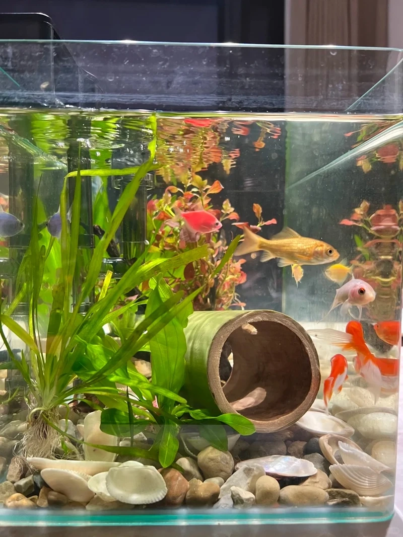 Trải nghiệm hồ thủy sinh đá cuội sinh thái cân bằng tự nhiên