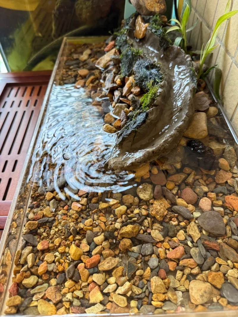 Thử ngay hồ thủy sinh đá cuội low tech ít thiết bị dễ chơi