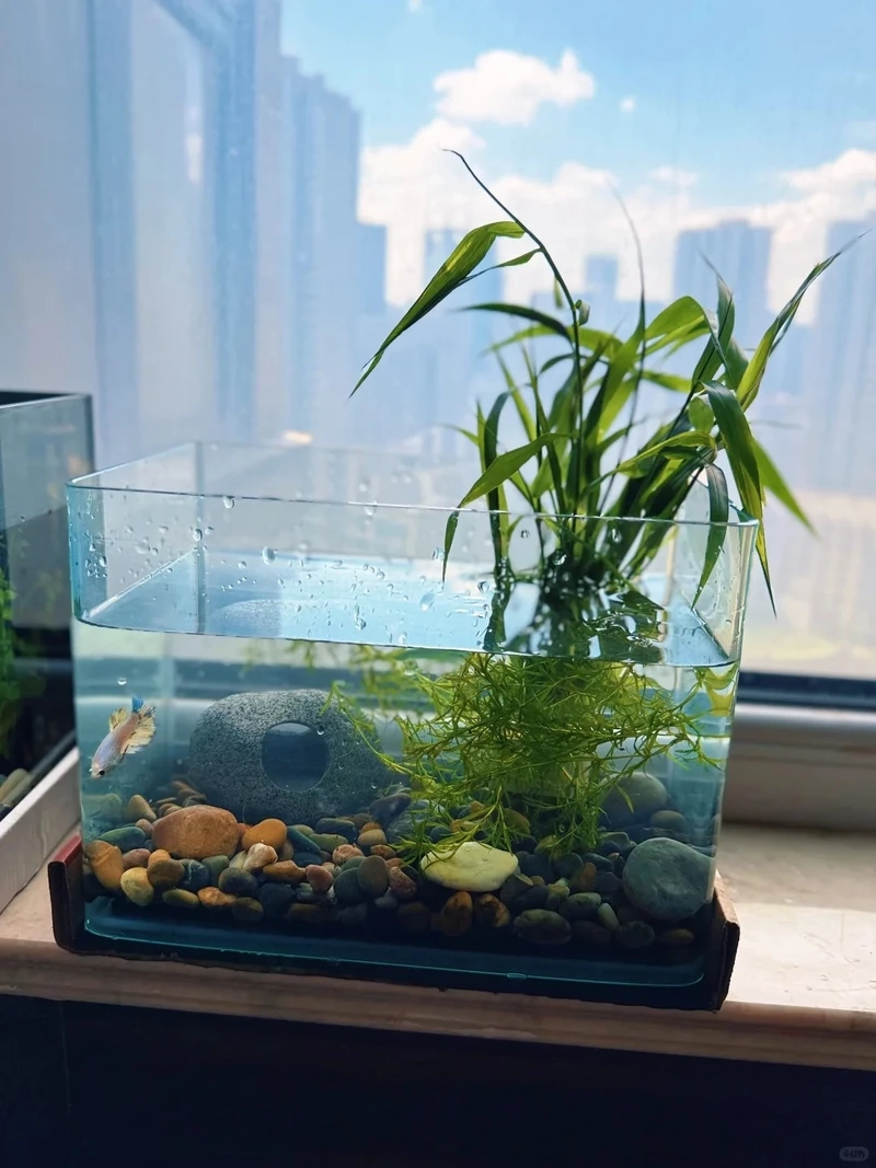 Top mẫu hồ thủy sinh đá cuội rêu moss phủ xanh cực đẹp