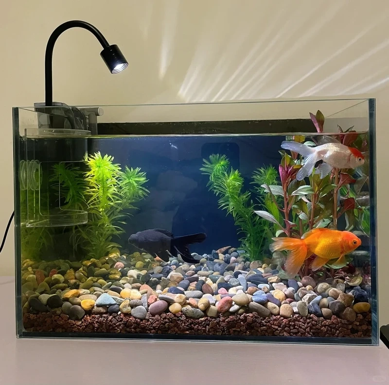 Gợi ý hồ thủy sinh đá cuội trồng cây xanh mướt dễ chăm