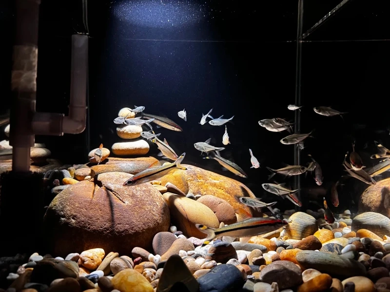 Ngắm nhìn hồ thủy sinh đá cuội trong suốt nổi bật từng lớp đá