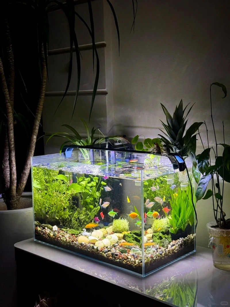 Tổng hợp hồ thủy sinh đá cuội nghệ thuật cực kỳ ấn tượng