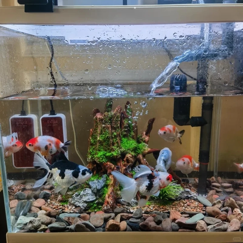 Mẫu hồ thủy sinh đá cuội nuôi cá nhỏ siêu dễ thương