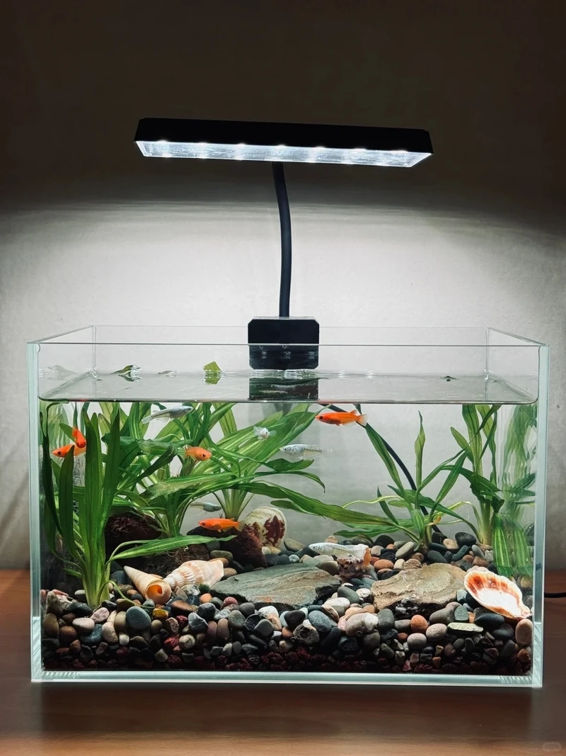 Ý tưởng hồ thủy sinh đá cuội nuôi tép trong veo cuốn hút