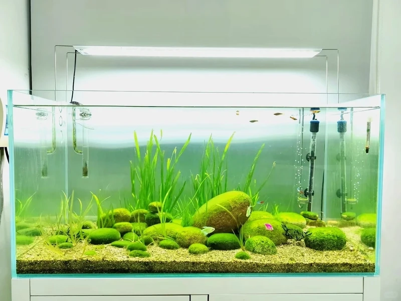 Không gian chill với hồ thủy sinh đá cuội thư giãn tại nhà