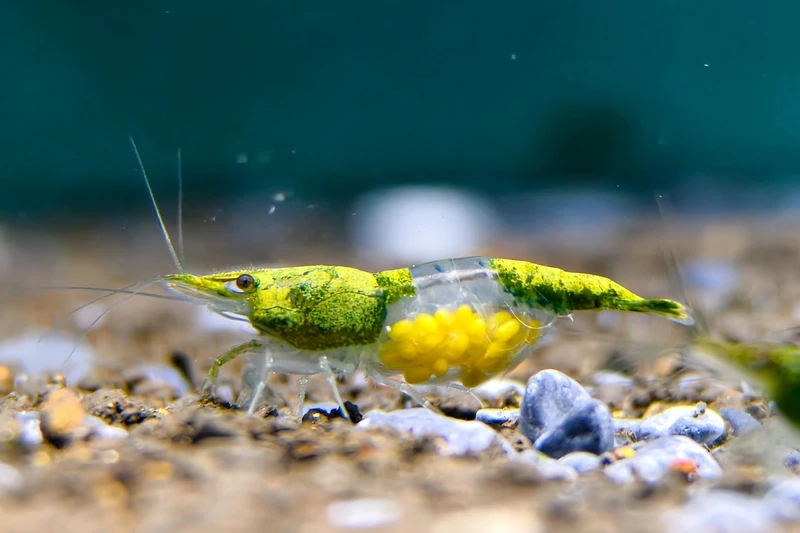 Bộ ảnh tép carbon rili đẹp cực hút mắt