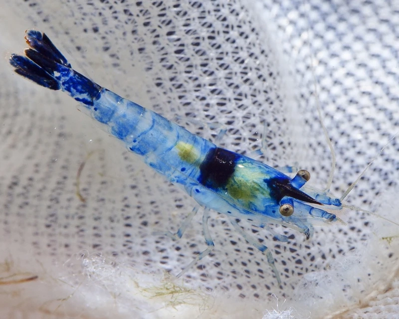 Vai trò tép carbon rili dọn bể cực hiệu quả