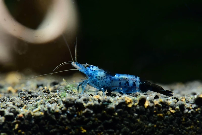 Nổi bật với tép carbon rili nền thủy sinh xanh