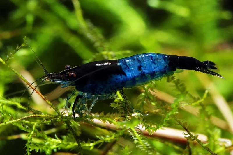 Tải bộ tép carbon rili full hd cực nét