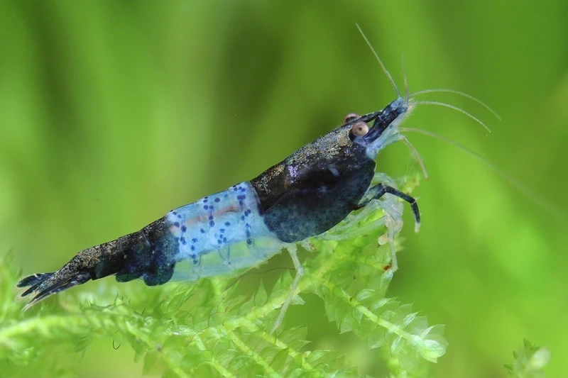 Kinh nghiệm tép carbon rili nuôi chung an toàn