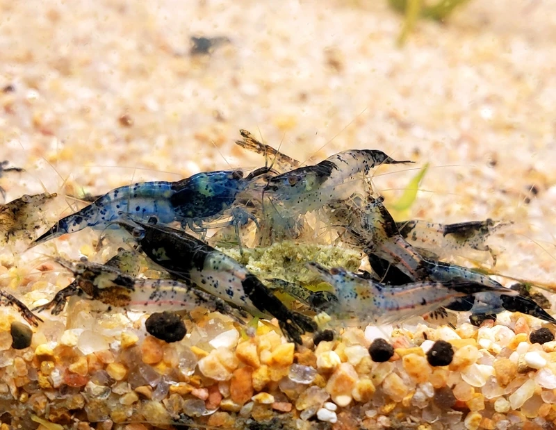 Bí quyết nuôi tép carbon rili khỏe mạnh