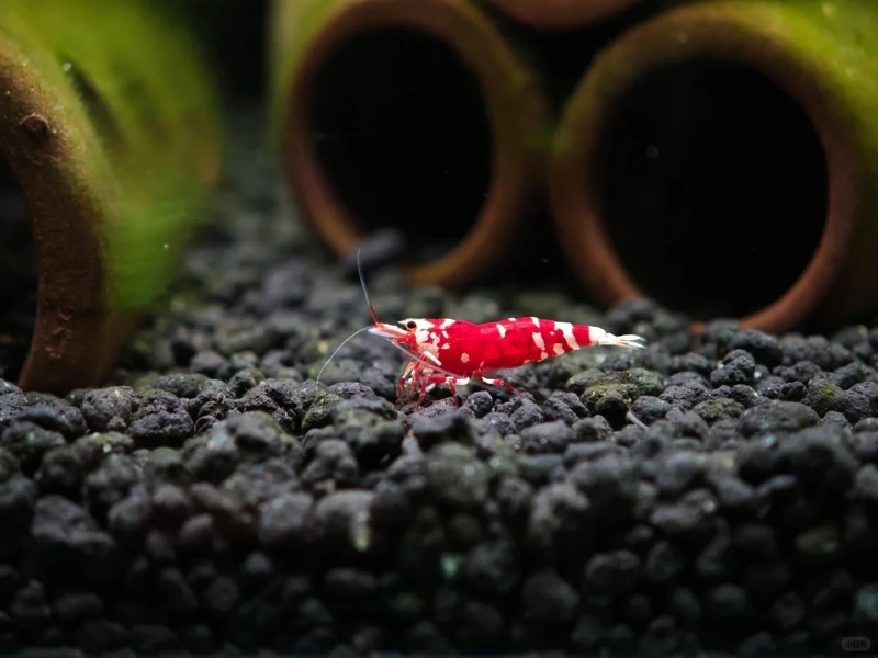 Bộ sưu tập tép đỏ crystal cao cấp cho người chơi tép