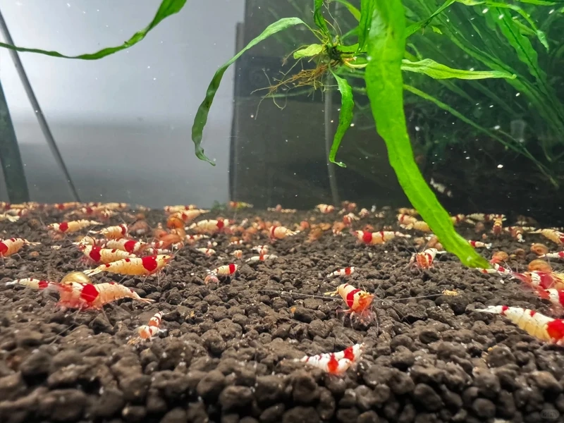 Ngắm tép đỏ crystal đẹp nổi bật trong hồ thủy sinh