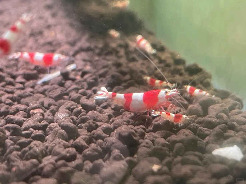 Khám phá dòng tép đỏ crystal nhật màu chuẩn