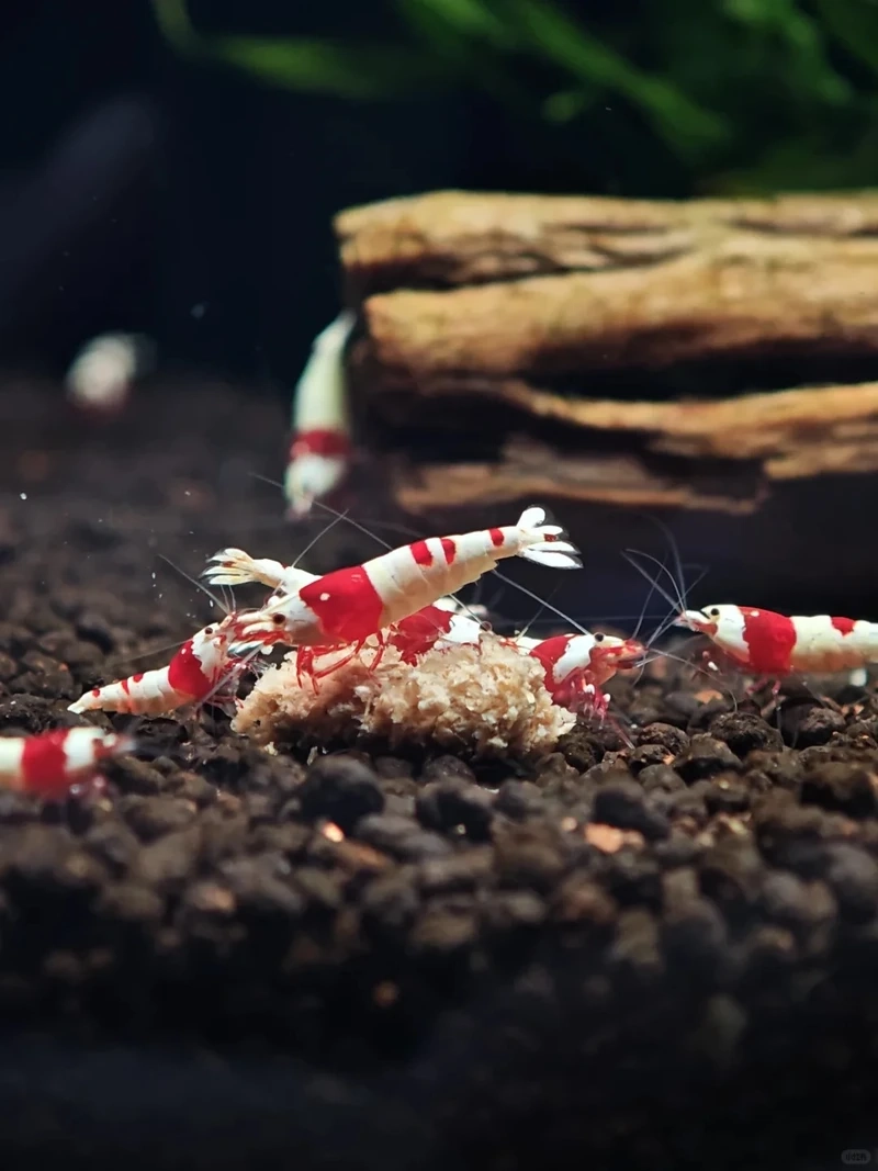 Bộ ảnh tép đỏ crystal cận cảnh siêu chi tiết