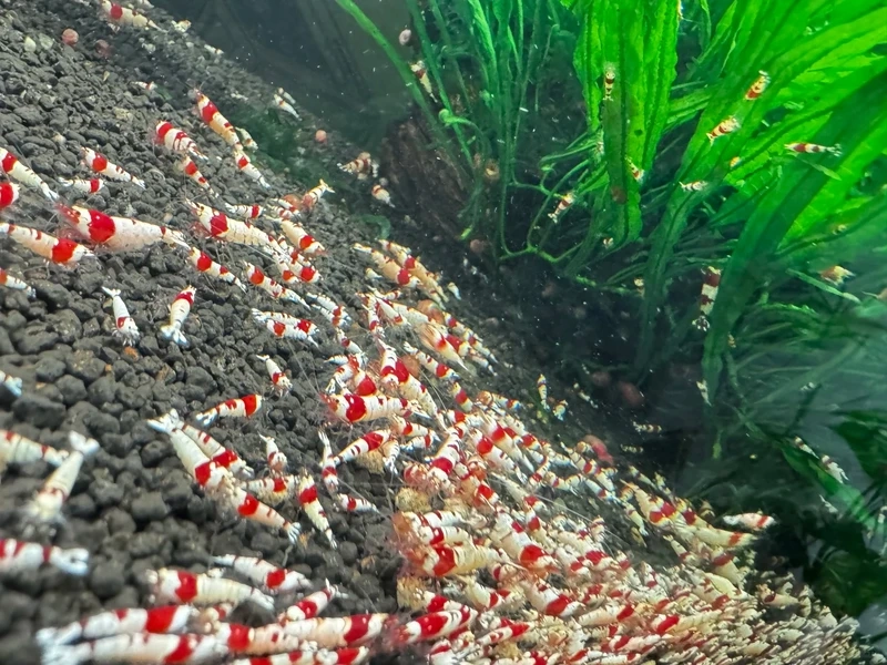 Tuyển tập tép đỏ crystal macro cực nét