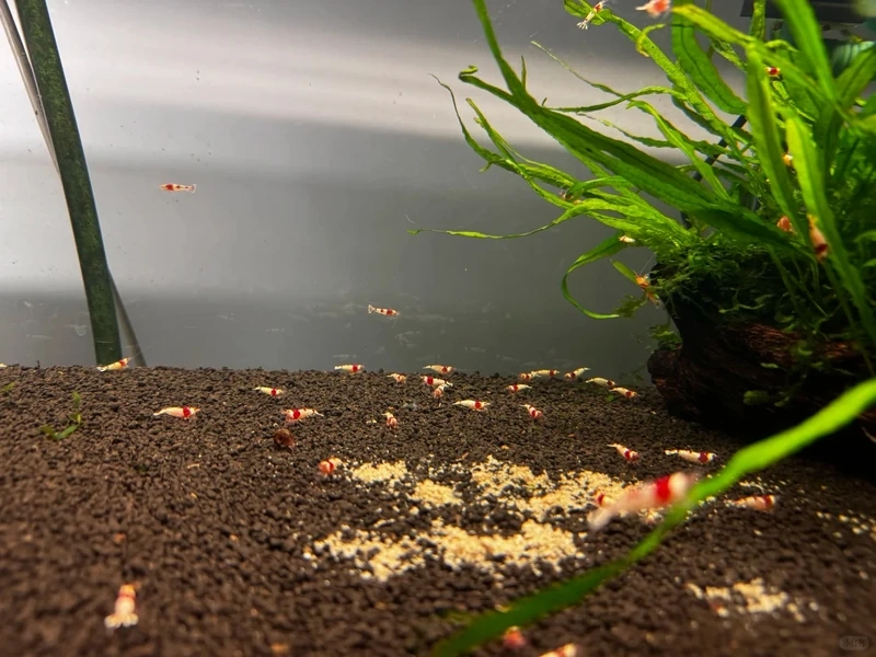 Vai trò tép đỏ crystal dọn bể hiệu quả