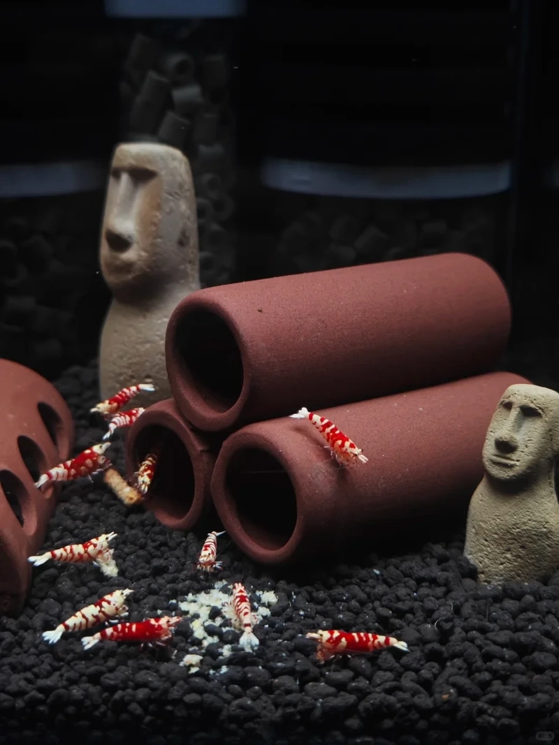 Tải ảnh tép đỏ crystal full hd sắc nét