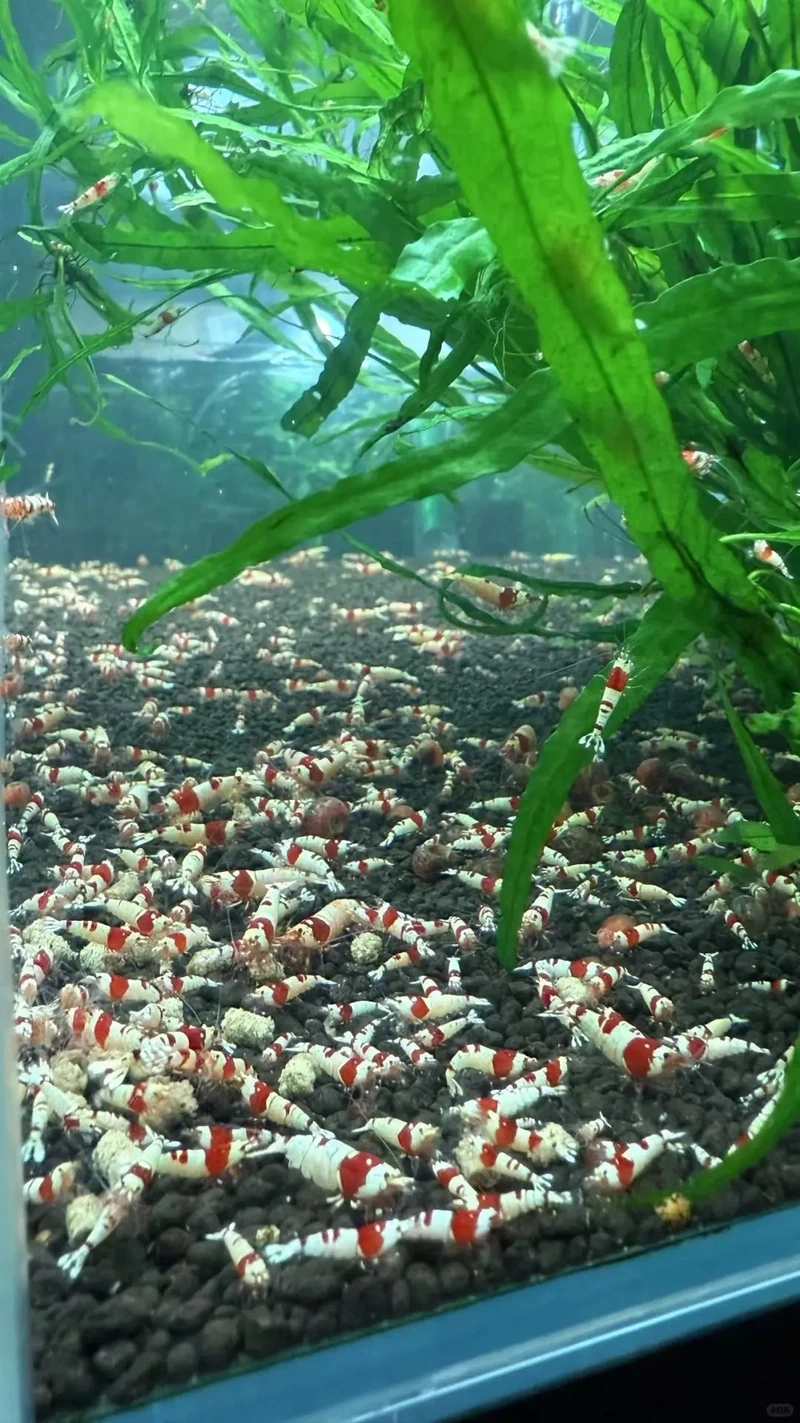 Chiêm ngưỡng tép đỏ crystal 4k cực rõ nét