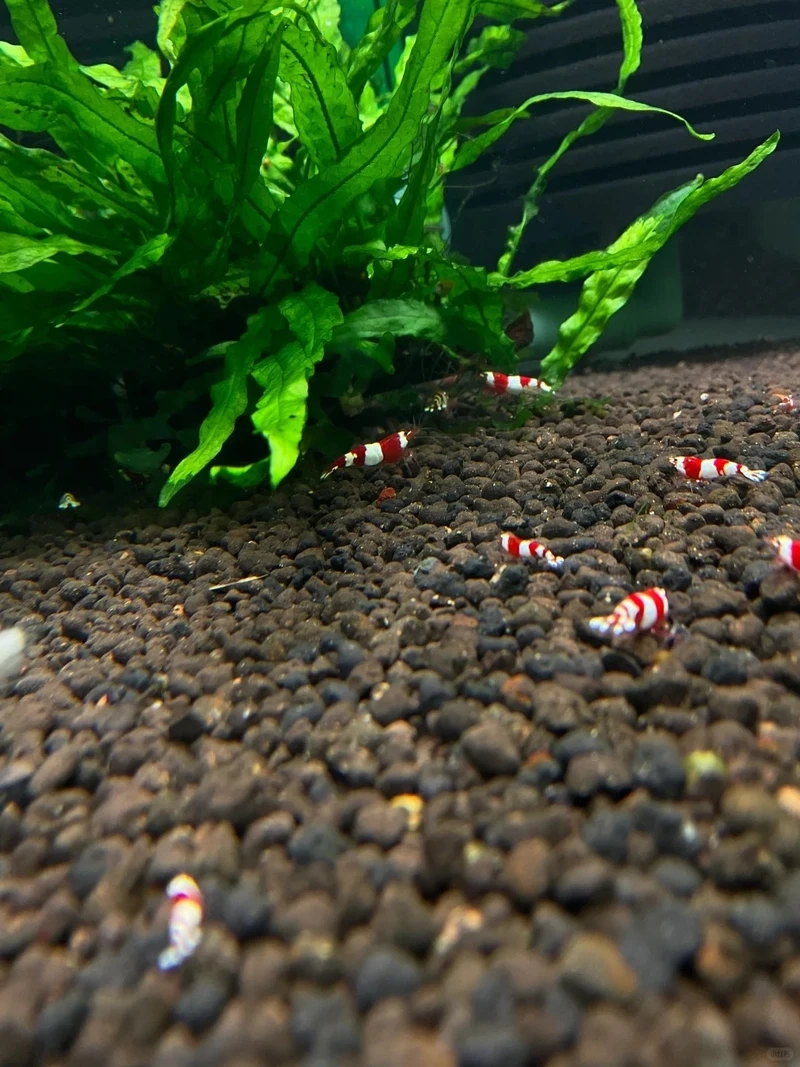 Top layout tép đỏ crystal thủy sinh đẹp