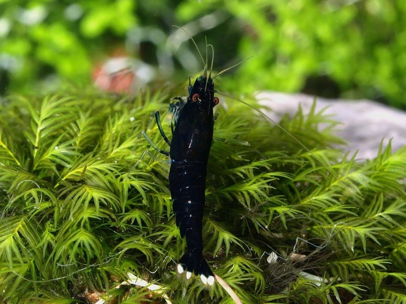 Ngắm tép king kong đen siêu chất cho hồ thủy sinh