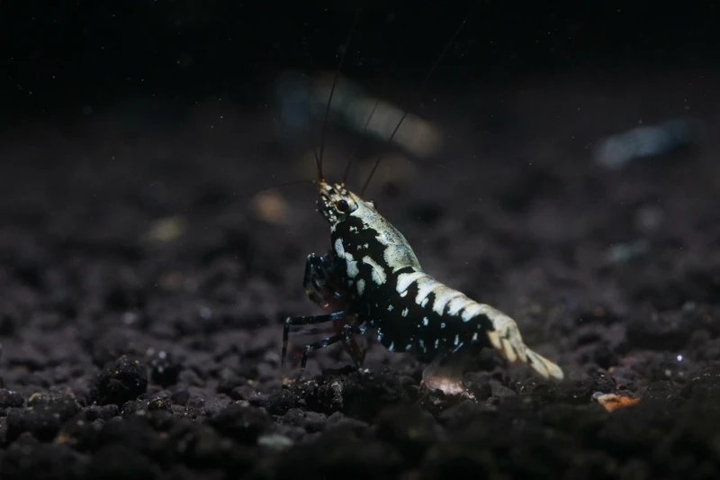 Dòng tép king kong cao cấp đáng để trải nghiệm