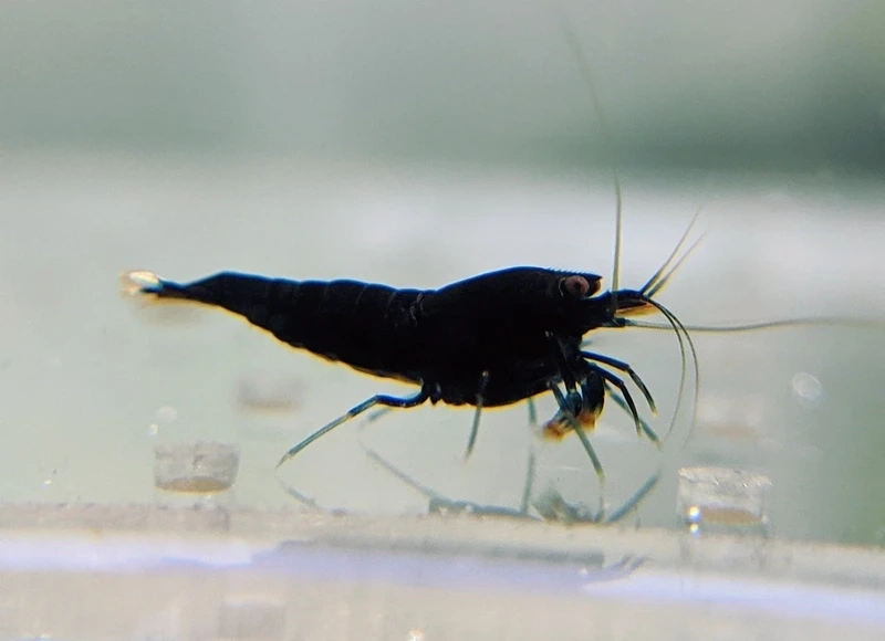 Vai trò tép king kong dọn bể rất hiệu quả