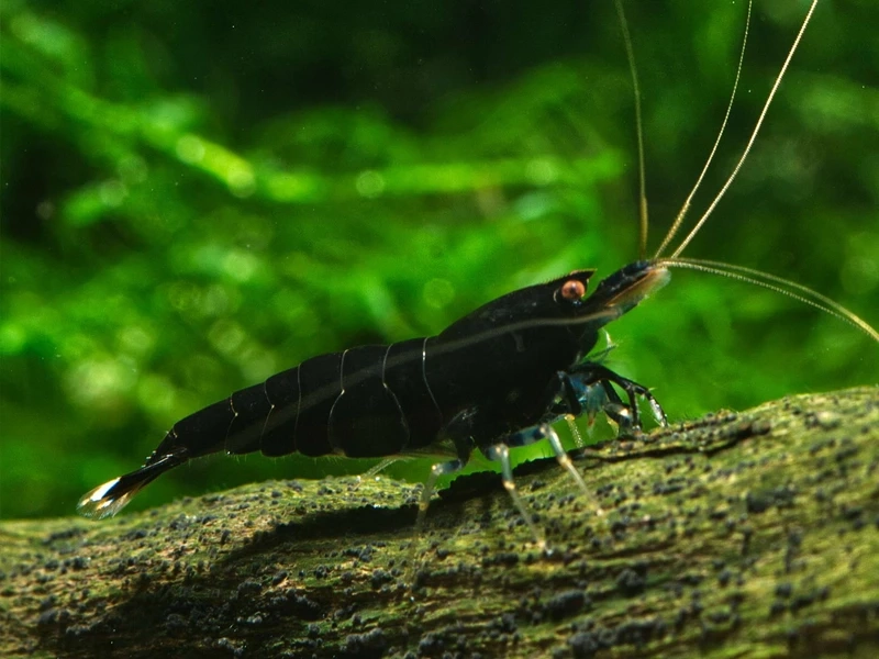 Tổng hợp hình ảnh tép king kong đẹp nhất