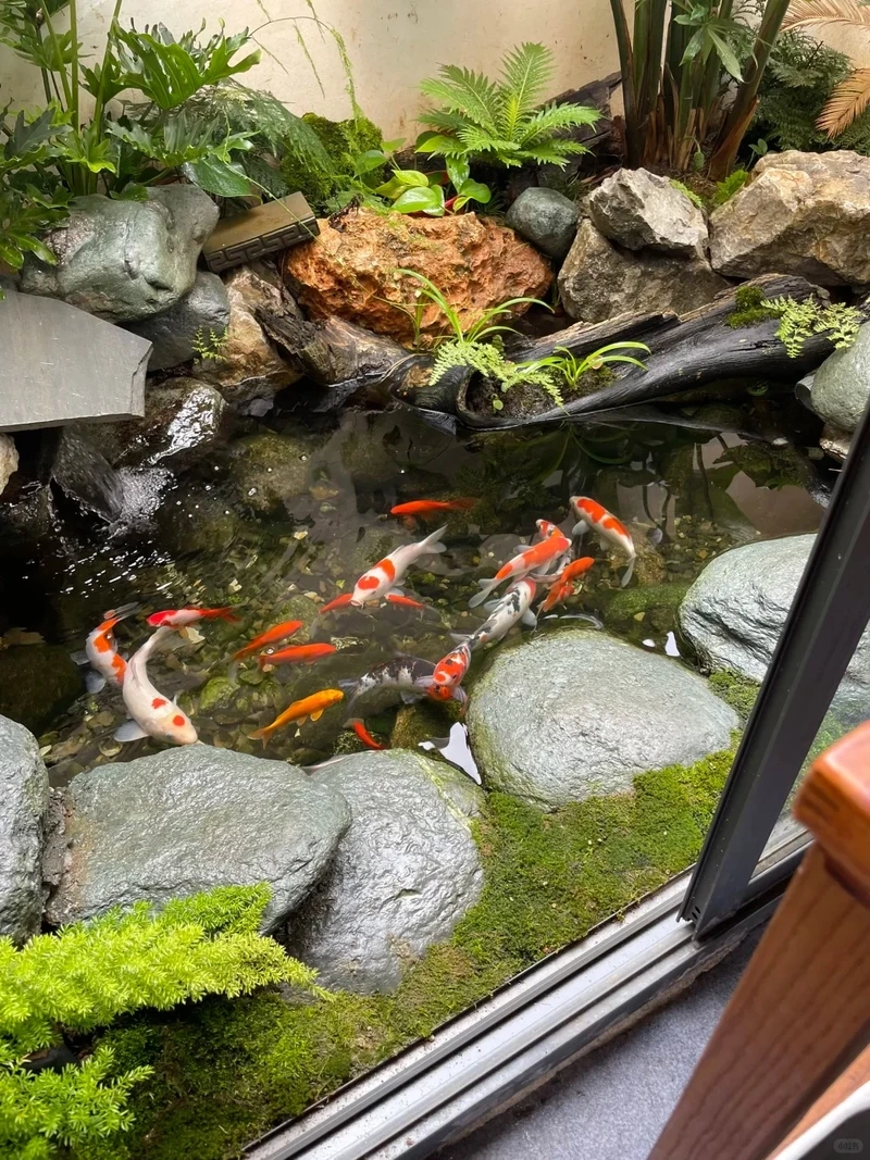 Ý tưởng tiểu cảnh hồ cá cây xanh cho góc vườn mát mắt