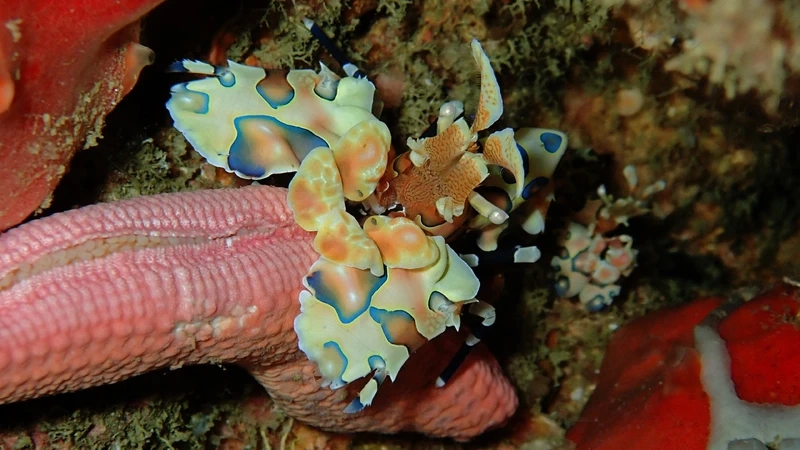 Khám phá tôm hề nước mặn cho bể biển tại nhà