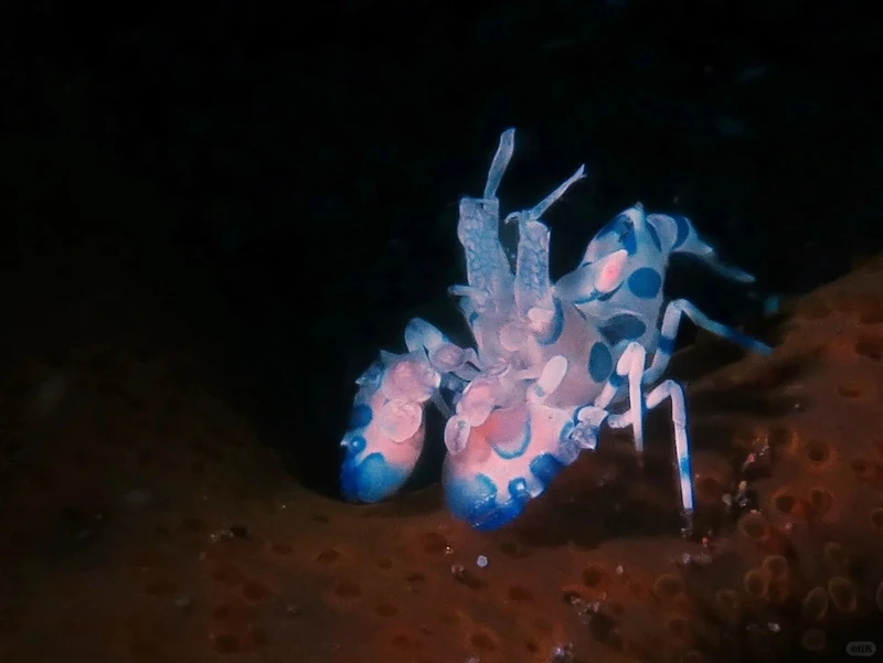 Gợi ý nuôi tôm hề mini cho bể nhỏ