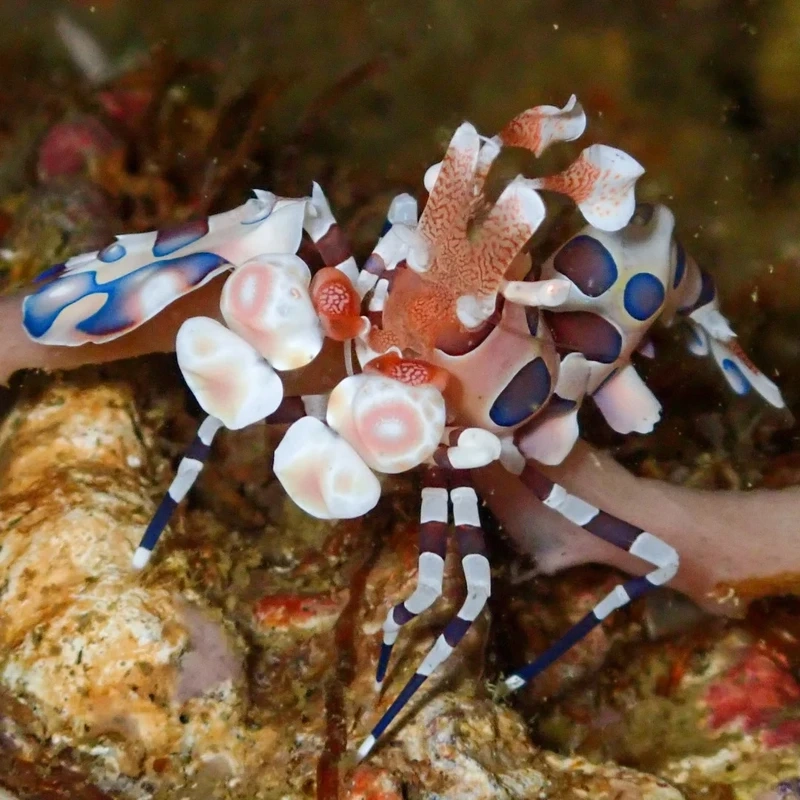 Khoảnh khắc tôm hề rạn san hô cực chill