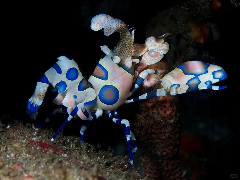 Khám phá tôm hề độc đáo hiếm gặp