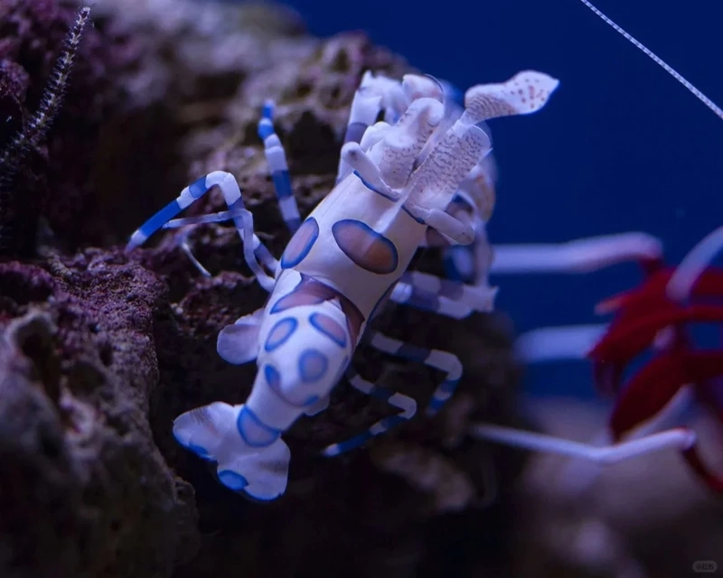 Tổng hợp hình ảnh tôm hề chất lượng cao