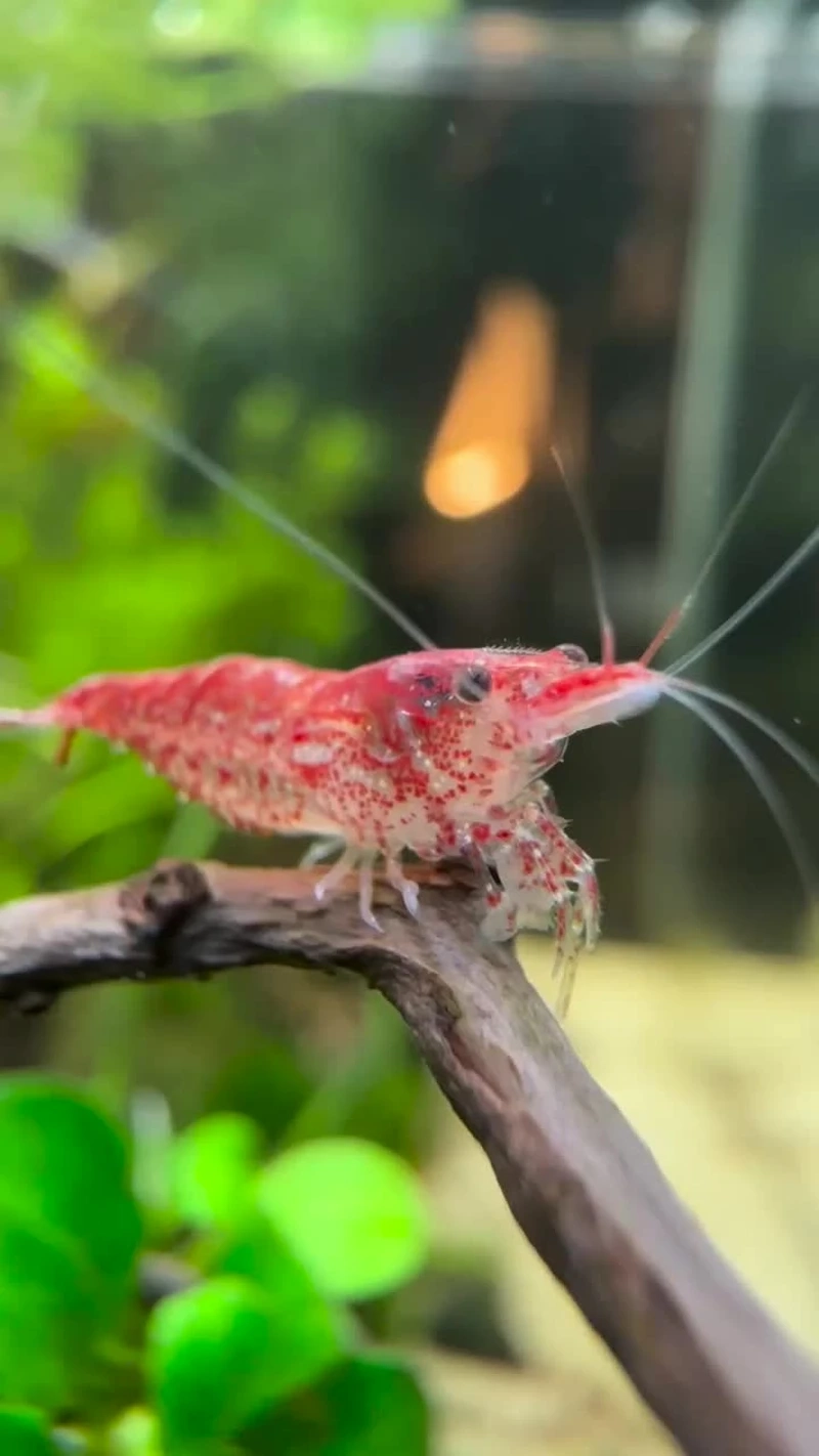 Ngắm tôm peppermint cảnh nổi bật trong bể biển