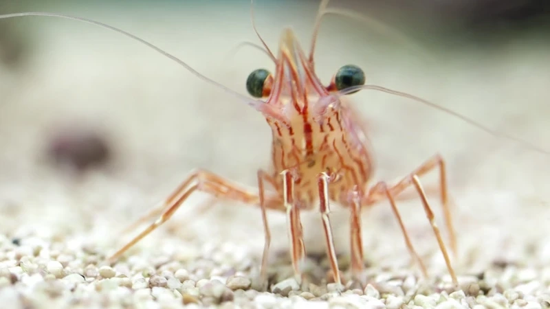 Bộ ảnh tôm peppermint cận cảnh sắc nét