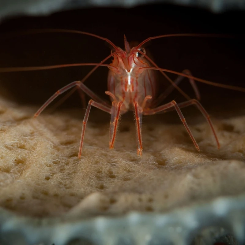 Khoảnh khắc tôm peppermint tự nhiên ngoài rạn