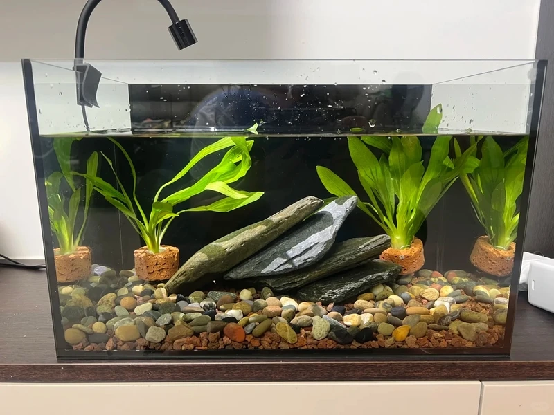 Trang trí bàn làm việc với bể cá đá tai mèo mini cực xinh