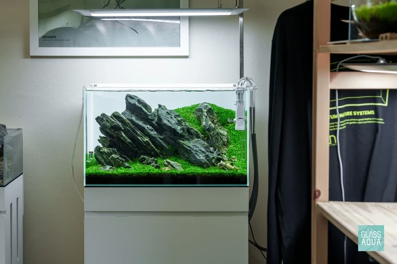 Vẻ đẹp thiên nhiên của bể cá đá tai mèo thủy sinh