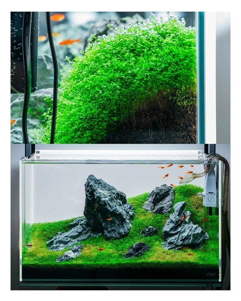 Setup hồ xanh với bể cá đá tai mèo phong cách thiên nhiên