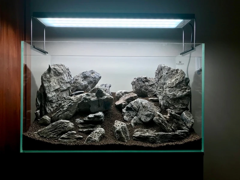 Gợi ý bể cá đá tai mèo đơn giản nhưng cực cuốn hút