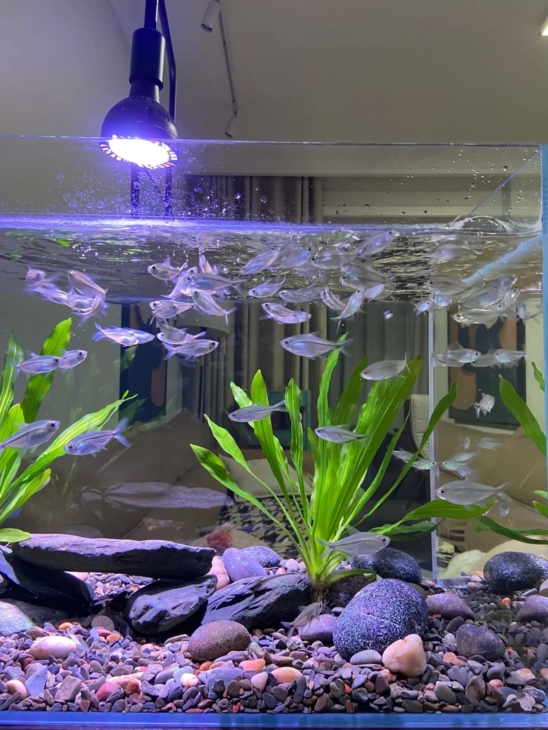 Chiêm ngưỡng bể cá đá tai mèo aquascape đẹp đầy sáng tạo