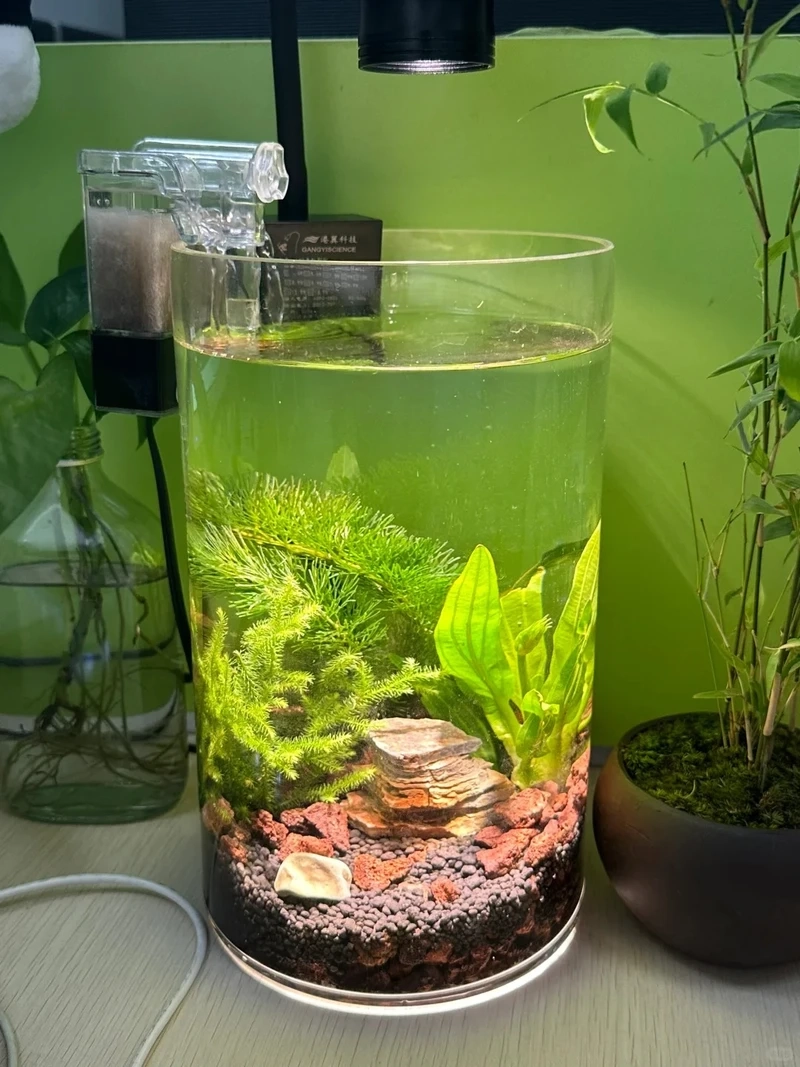 Nhiều người yêu thích bể cá đá tai mèo phong thủy cho hồ cá