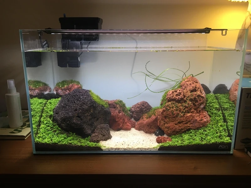 Ý tưởng hồ thủy sinh đá nham thạch tạo cảnh quan aquascape ấn tượng