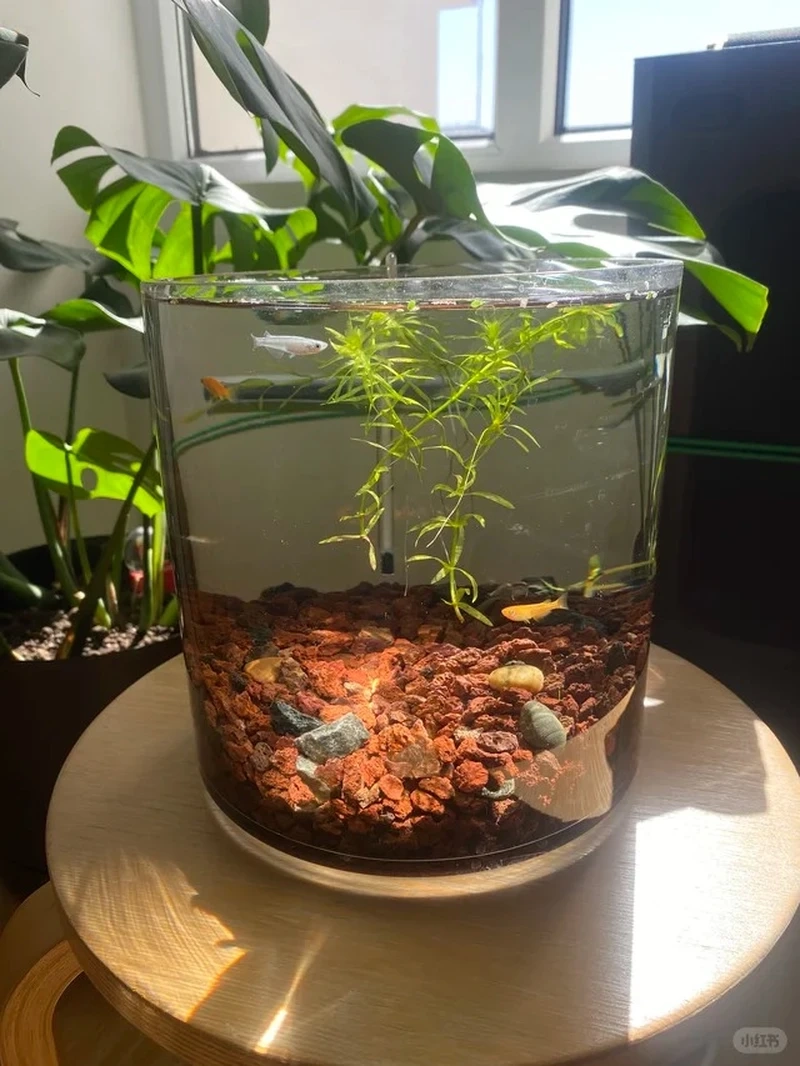 Không gian xanh với bể cá đá nham thạch tự nhiên cực thư giãn