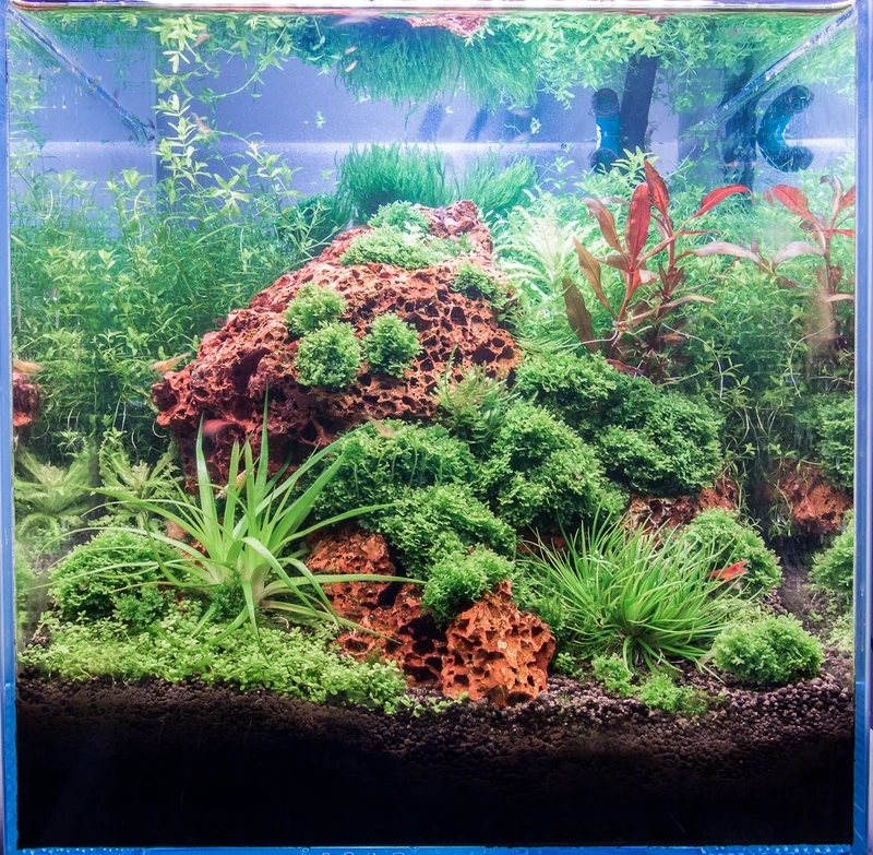 Nhiều người yêu thích bể cá nham thạch phong thủy mang năng lượng tốt