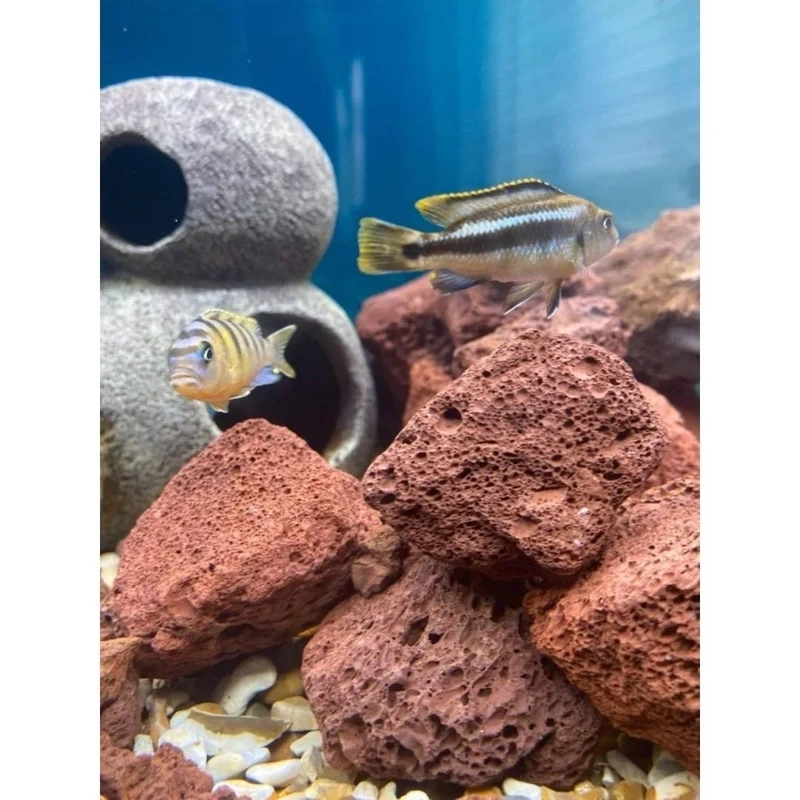 Tạo bố cục mới với bể cá nham thạch sáng tạo trong aquascape